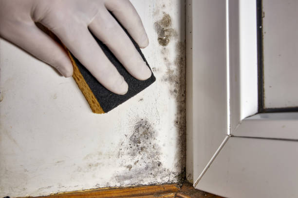 Best Emergency Mold Remediation  in Oak Grove, MO