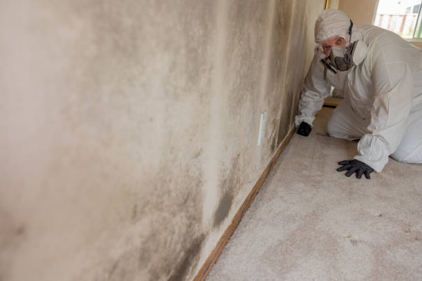Best Black Mold Removal  in Oak Grove, MO